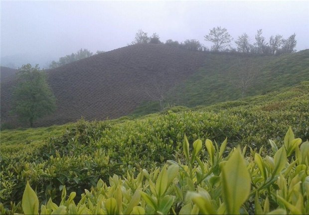 استان گیلان در تولید چای رتبه نخست کشور را دارد