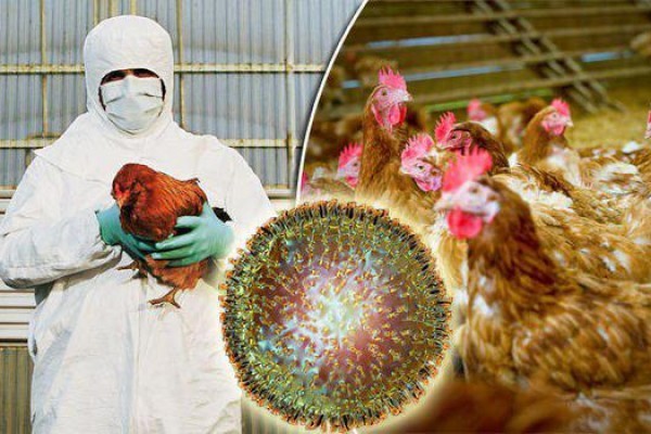 پیچیدگی ویروس آنفلوانزای فوق حاد پرندگان و سختی مبارزه با این بیماری