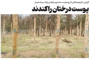 گزارش یک روزنامه از ادامه قطع درختان در تهران: درختان پارک حفاظت‌شده سرخه‌حصار نیز از شهرداری تهران ضربدر گرفتند/ جابه‌جایی یا قطع درخت، در هر دو صورت مرگ درخت را به دنبال خواهد داشت