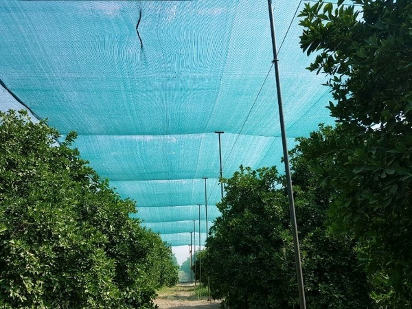 بهبود شرایط خاک و صرفه جویی در آب ثمره استفاده از سایبان در باغات کشاورزی