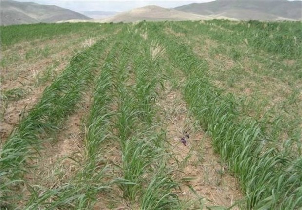 طرح مهار آفت سن غلات در کردستان اجرا می‌شود