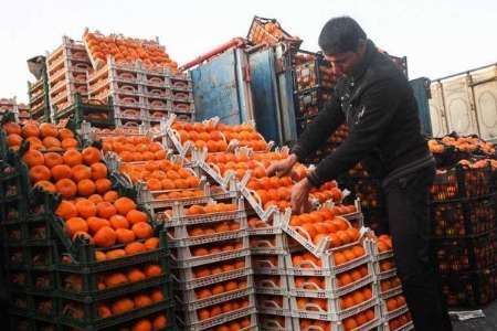 رئیس کشاورزی مازندران:اجازه خریدپرتقال های غیر سالم را نمی دهیم
