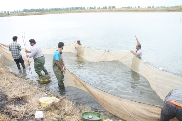 هشدار شیلات به خطر خشکی آببندان های پرورش ماهی در شرق مازندران