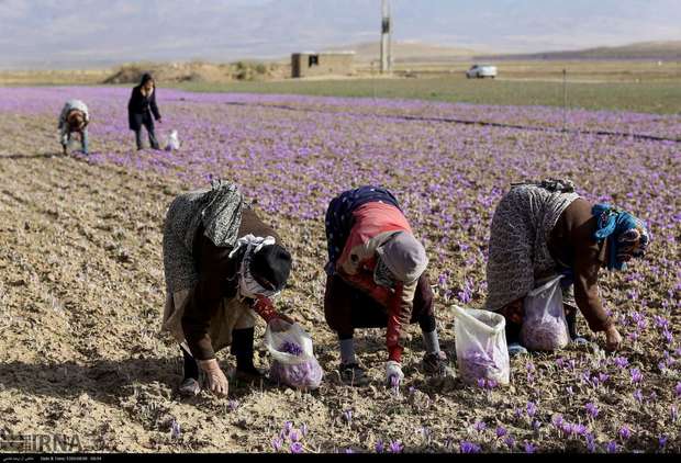 پیش بینی برداشت 896 تن گل زعفران در فاروج خراسان شمالی