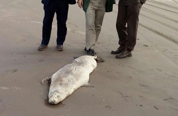 لاشه یک قلاده فک خزری در ساحل پارک ملی بوجاق کیاشهر پیدا شد