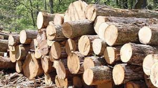 10 تن چوب جنگلی قاچاق در خلخال کشف شد