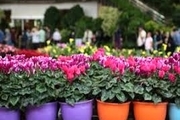 صادرات 10 هزار اصله گل و گیاه زینتی از نوشهر به خارج کشور