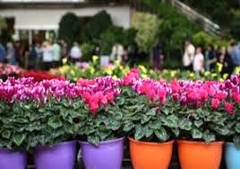 صادرات 10 هزار اصله گل و گیاه زینتی از نوشهر به خارج کشور
