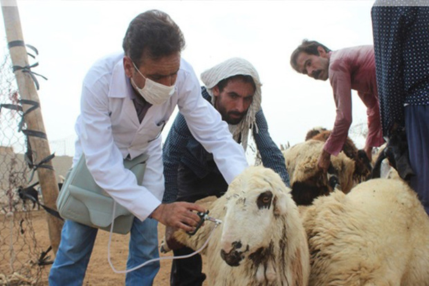 431 هزار راس دام در زنجان علیه تب برفکی واکسینه شدند