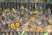150 قطعه پرنده کمیاب در تربت حیدریه کشف شد