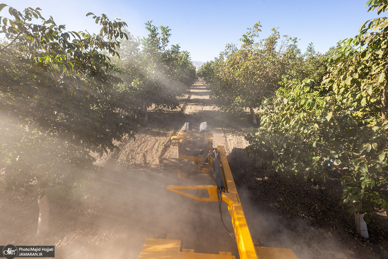 برداشت مکانیزه گردو در استان زنجان