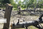 قطع درختان ۵۰ ساله روستای بنادک سادات مهریز تکذیب شد