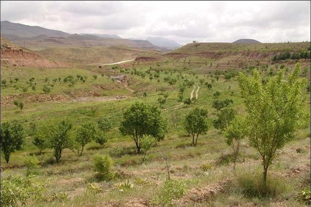 سطح باغات در اراضی شیب دار دیم اردبیل توسعه می یابد