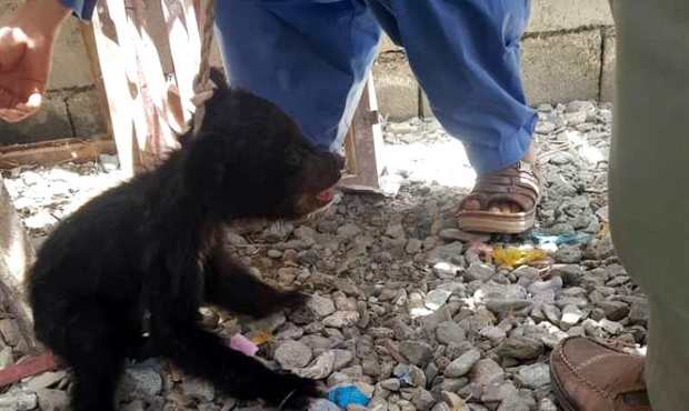 تشنگی 2 قلاده توله خرس را به دهستان رمشک کشاند