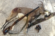 دستگیری شکارچی غیر مجاز یک رأس قوچ وحشی در ازنا