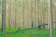 طرح ملی زراعت چوب تجارتی با سود دوجانبه