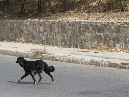 مهار سگ های ولگرد در نجف آباد یک میلیارد تومان بودجه نیاز دارد