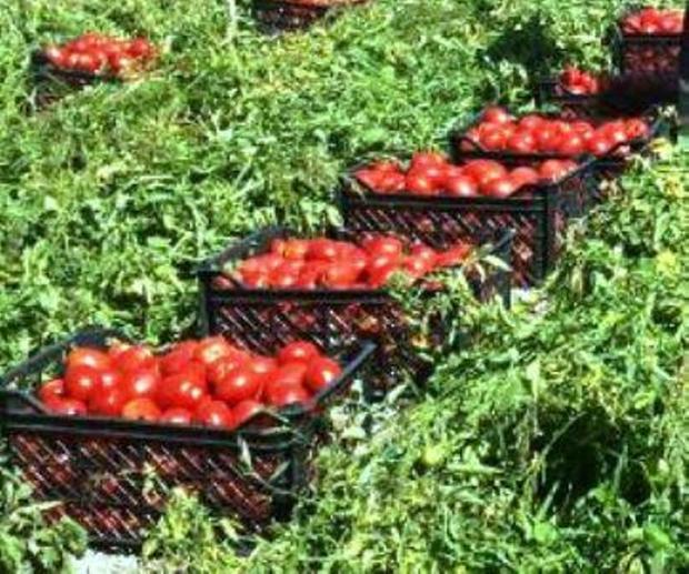 6440 تن گوجه فرنگی در هرمزگان خریداری شد