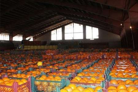 ذخیره پرتقال مازندران نیاز سه ماه آینده کشور را تامین می کند