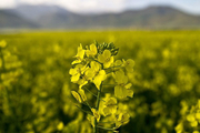 قزوین در تولید دانه های روغنی رتبه پنجم کشور را دارد