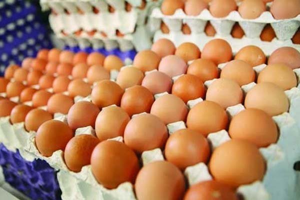 آغاز توزیع تخم مرغ با نرخ دولتی در هرمزگان
