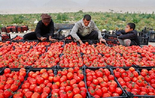 ۲۰۰ هکتار از زمینهای کشاورزی گچساران زیر کشت گوجه پاییزه رفته است