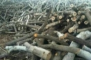 برداشت ۶ میلیون مترمکعب چوب طی ۶ دهه از جنگل های شمال