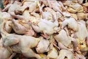سه تن گوشت فاسد مرغ در مشهد معدوم شد