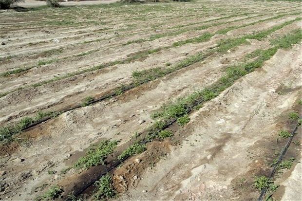تنش آبی و نگرانی از تداوم خشکسالی در استان اردبیل
