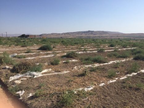 معرفی 31  آلوده کننده اراضی زراعی در پارس آباد و بیله سوار به دادگاه