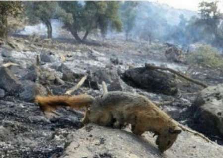نگرانی فعالان محیط زیست از تلف شدن جانوران در پارک ملی گلستان