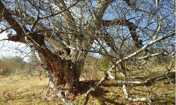 درخت گردوی ۴۰۰ ساله پشتوک به فهرست آثار ملی پیوست