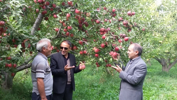 باغدار مشگین شهری رکورد تولید سیب درختی در استان اردبیل را شکست