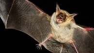 گزارش روزنامه خراسان شمالی از قاچاق خفاش