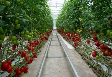کشت گلخانه ای در داورزن افزایش یافت