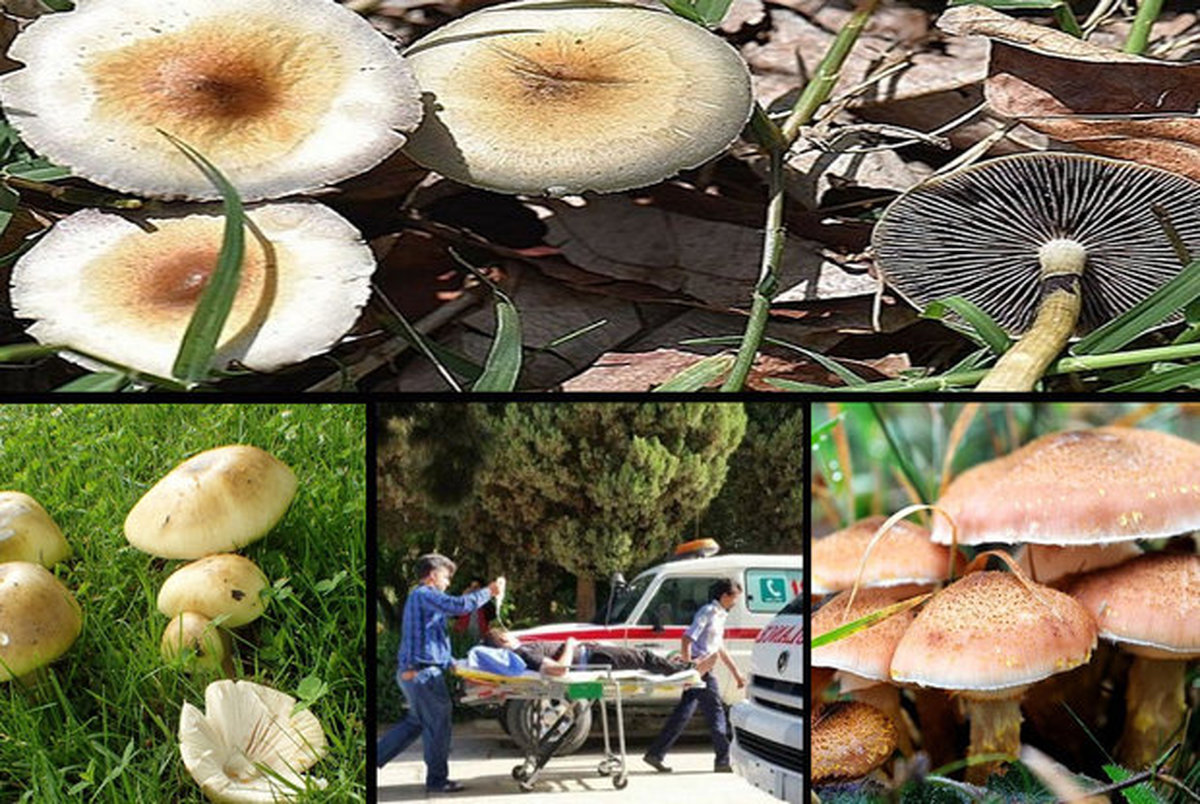 ۱۰۶ نفر در زنجان بر اثر مصرف قارچ سمی مسموم شدند