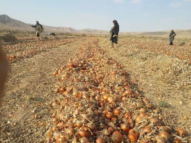 افزایش 10 درصدی قیمت خرید پیاز از کشاورزان خراسان شمالی