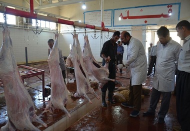 خیرین بیجاری 250 رأس دام قربانی کردند