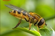 محققان 7 ویروس ناشناخته بیماری‌های زنبور عسل در کشور را تشخیص دادند