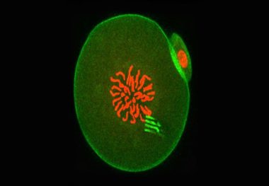 دانشمندان داخل سلول‌ بدن هم ردیاب فرستادند