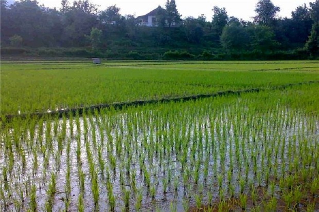 کشت برنج در باشت 60 درصد کاهش یافت