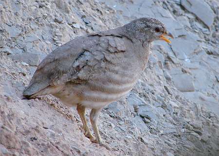 9 قطعه پرنده تیهو قاچاق در ایرانشهر کشف شد