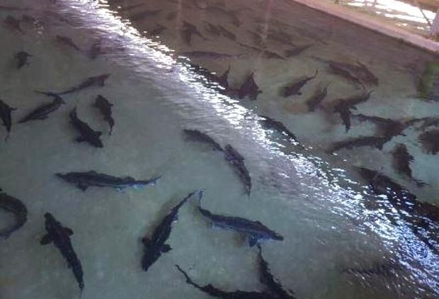۱۱۰۰ تن گوشت ماهی در سمنان تولید شد