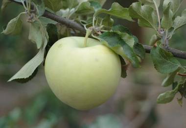 میوه خوش عطر تابستان؛ درمانگر معده و اعصاب
