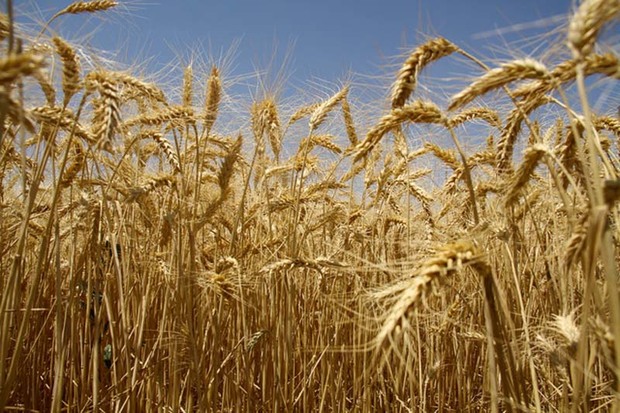 22 مرکز گندم کشاورزان قزوینی را خریداری می کنند