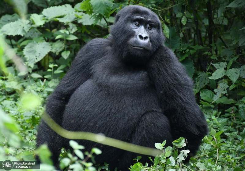 منتخب تصاویر امروز جهان- 1 مهر