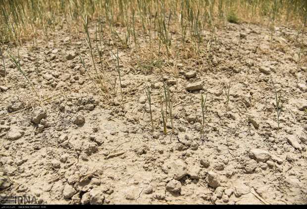 خشکسالی 150 میلیارد تومان به کشاورزی هیرمند خسارت وارد کرد