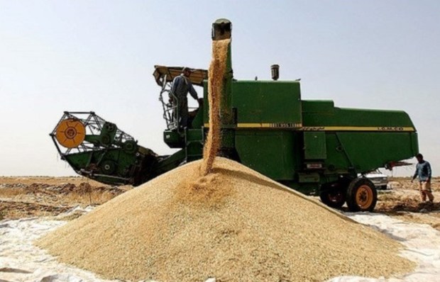 560 هزار تن گندم از کشاورزان آذربایجان شرقی خریداری شد
