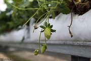 تولید توت فرنگی در ۱۷ گلخانه قزوین