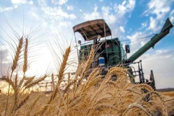 ۱۰۰۰ تن گندم از کشاورزان خرمشهری خریداری شد